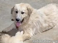 Maggie Mae in AL - Playful, Sweet & Loving! - Photo 2
