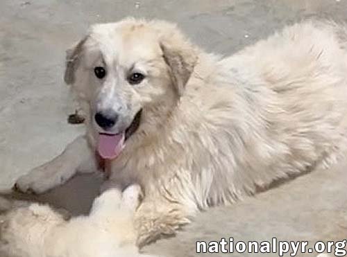 MAGGIE MAE IN AL - PLAYFUL, SWEET & LOVING! - Great Pyrenees available for adoption