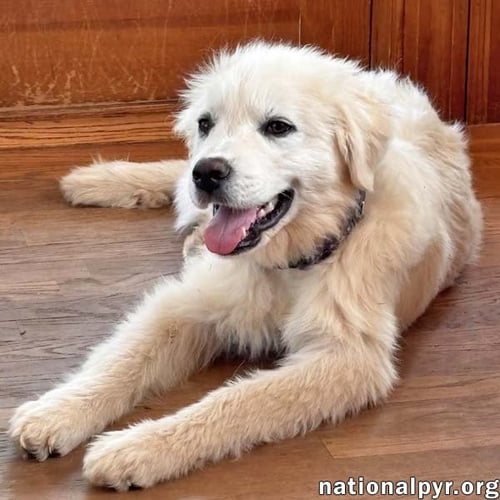 FOREST IN VA - GENTLE & EASYGOING! - Great Pyrenees available for adoption