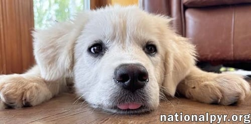 FOREST IN VA - GENTLE & EASYGOING! - Great Pyrenees available for adoption