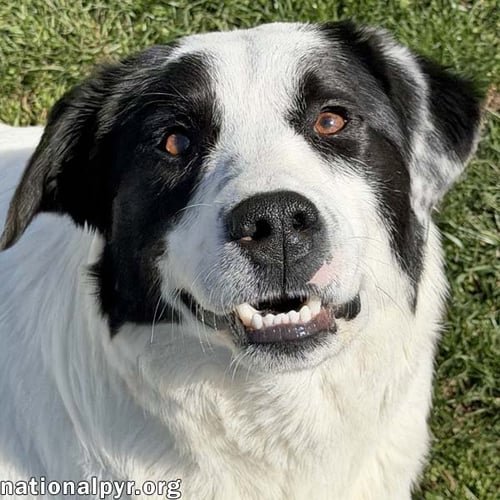 CASANOVA IN OH - WORLD'S BIGGEST CHARMER! - Great Pyrenees / Border Collie available for adoption