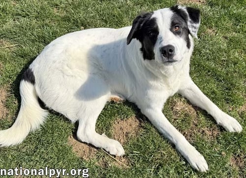 CASANOVA IN OH - WORLD'S BIGGEST CHARMER! - Great Pyrenees / Border Collie available for adoption