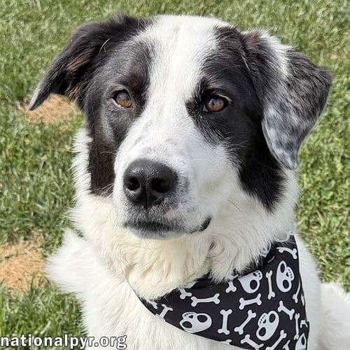CASANOVA IN OH - WORLD'S BIGGEST CHARMER! - Great Pyrenees / Border Collie available for adoption