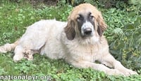 Macintosh in NJ - Loves Squeaky Toys! - Photo 3