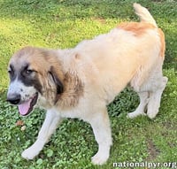 Macintosh in NJ - Loves Squeaky Toys! - Photo 2