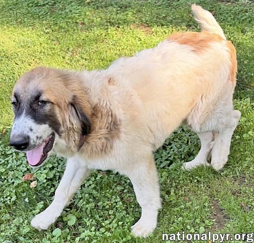 MACINTOSH IN NJ - LOVES SQUEAKY TOYS! - Great Pyrenees / Labrador Retriever available for adoption