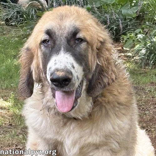 MACINTOSH IN NJ - LOVES SQUEAKY TOYS! - Great Pyrenees / Labrador Retriever available for adoption