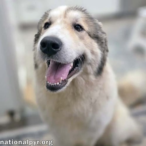 DAISY IN NC - HAPPY-GO-LUCKY GAL! - Great Pyrenees available for adoption