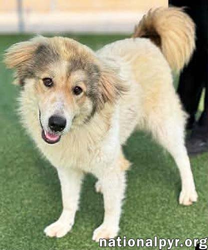 DAISY IN NC - HAPPY-GO-LUCKY GAL! - Great Pyrenees available for adoption