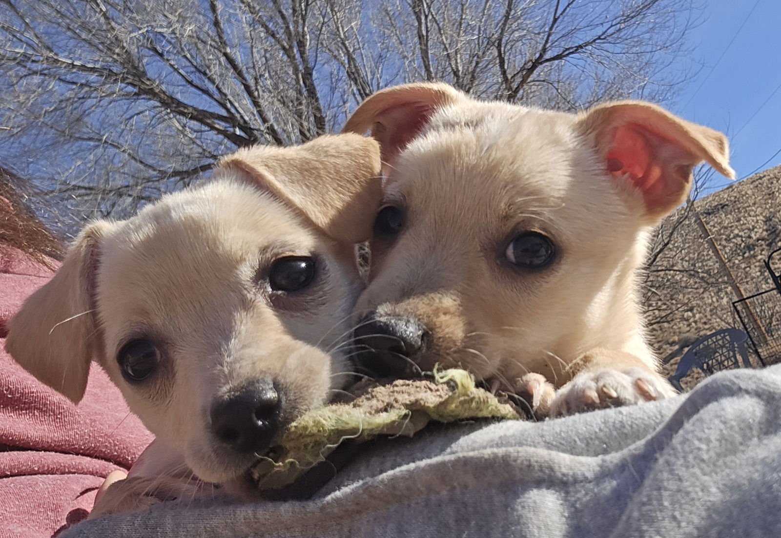 **YAHTZEE - Dachshund / Chihuahua available for adoption