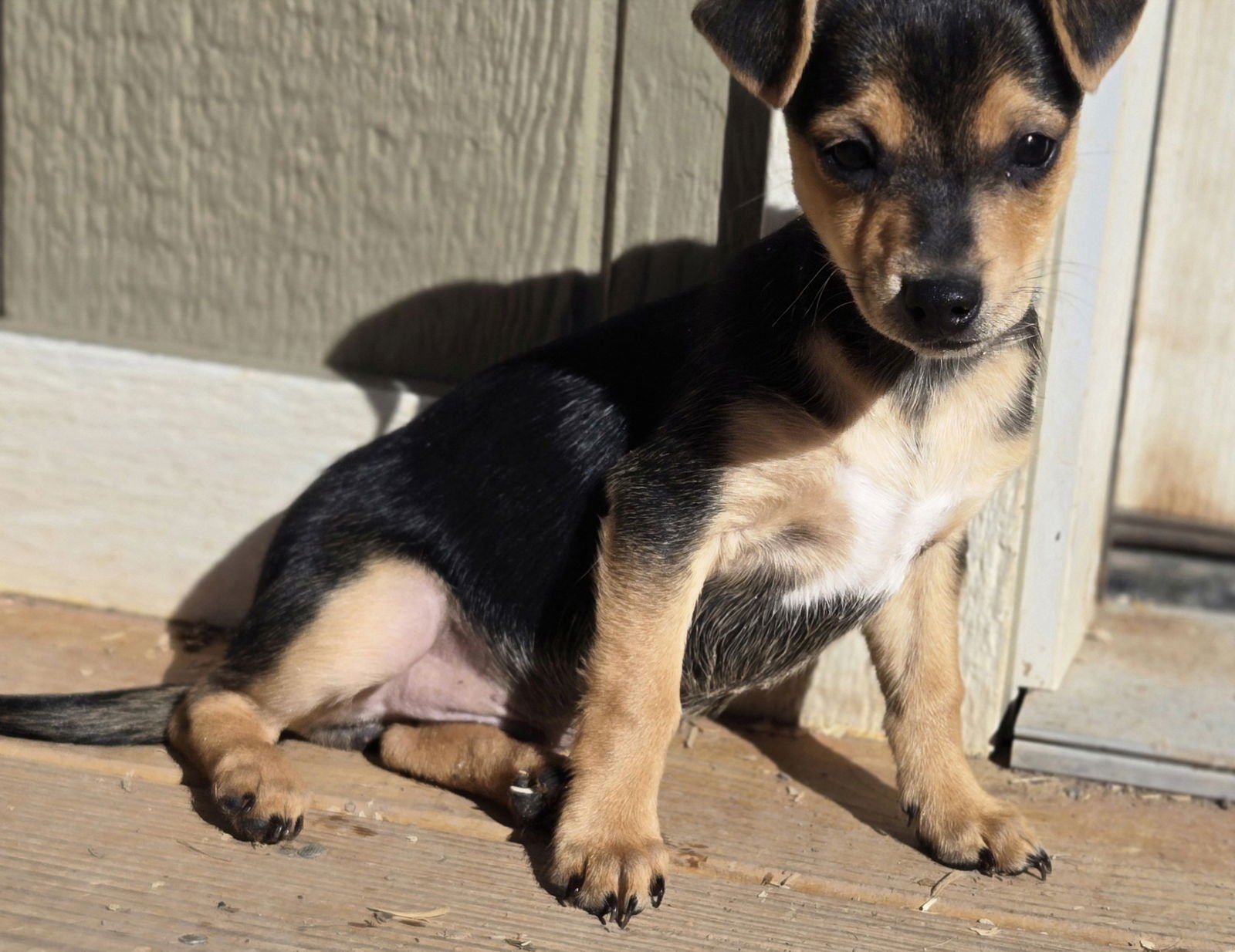 **CHECKERS - Norfolk Terrier / Chihuahua available for adoption