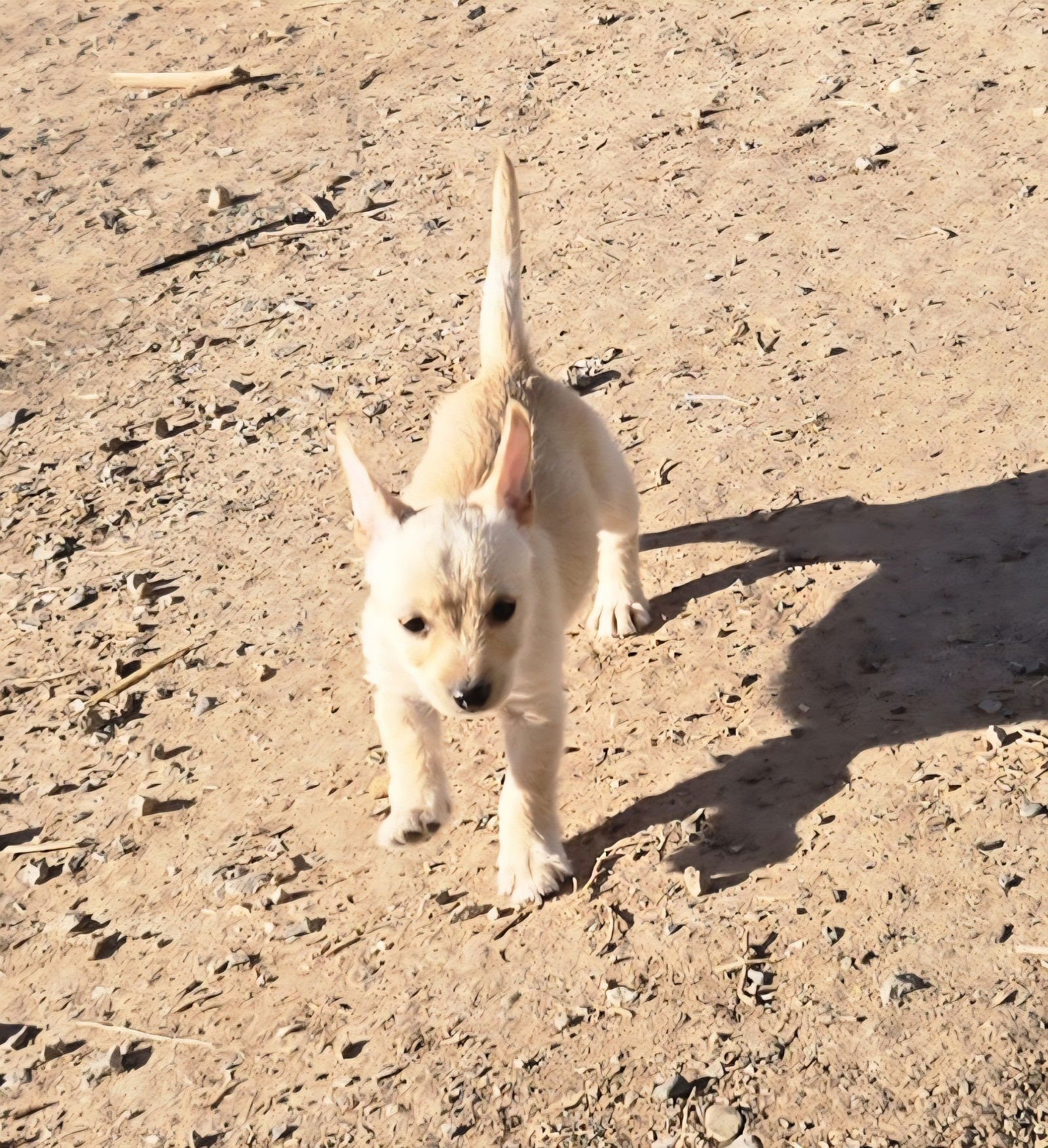 **CHESSY - Schnauzer / Chihuahua available for adoption