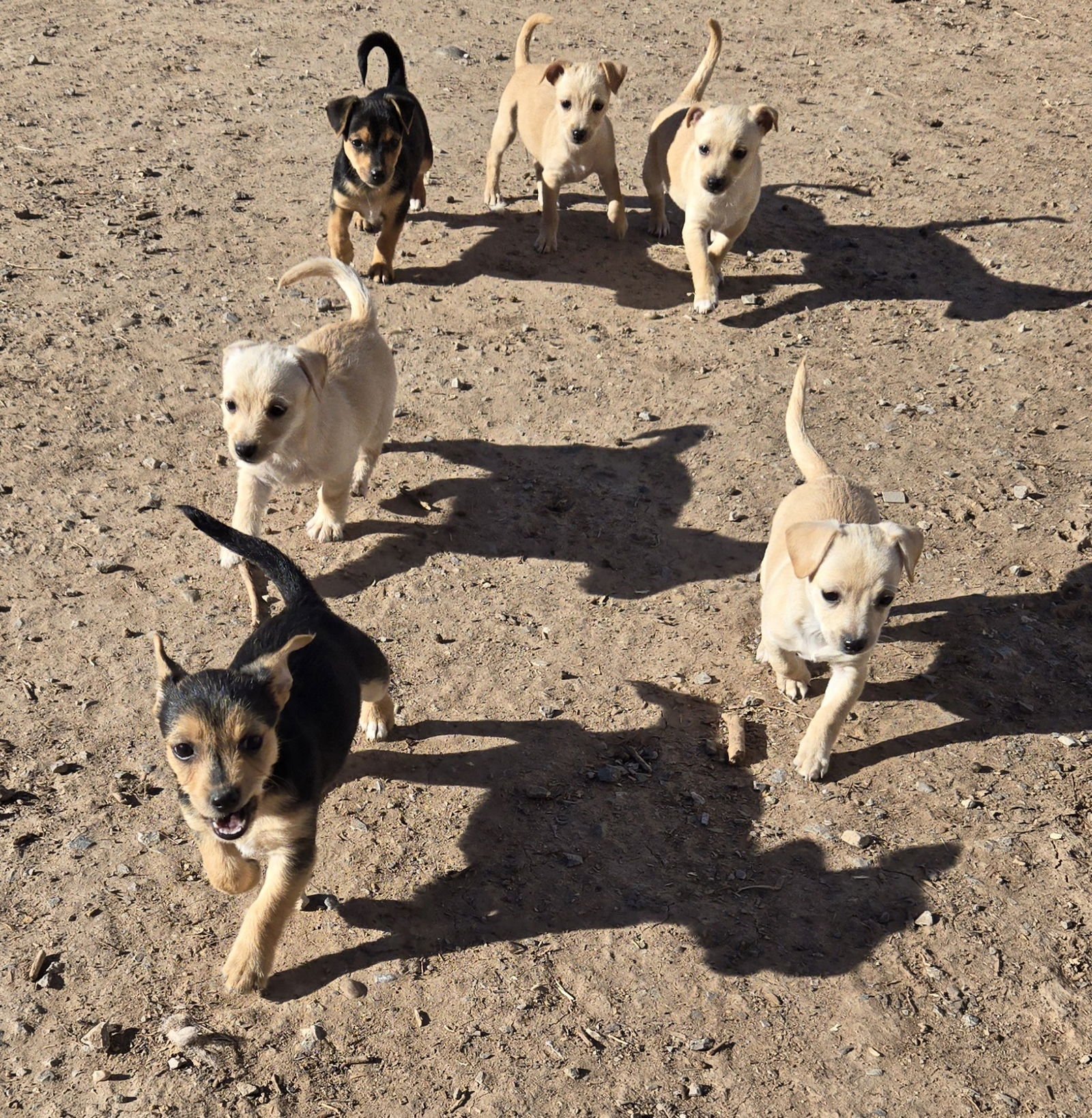 **CHESSY - Schnauzer / Chihuahua available for adoption