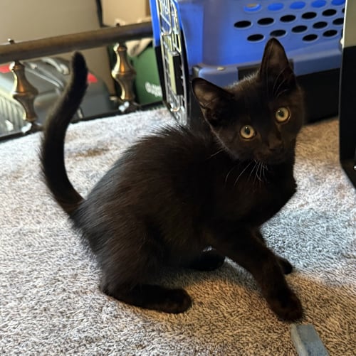 JOHNY CASH * - Domestic Short Hair available for adoption