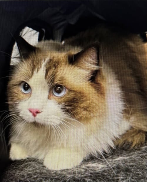 CHAIRMAN (OF THE BOARD) - Ragdoll available for adoption