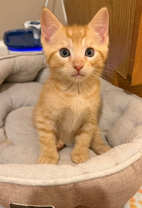 CORNBREAD - Domestic Short Hair for adoption in West Palm Beach