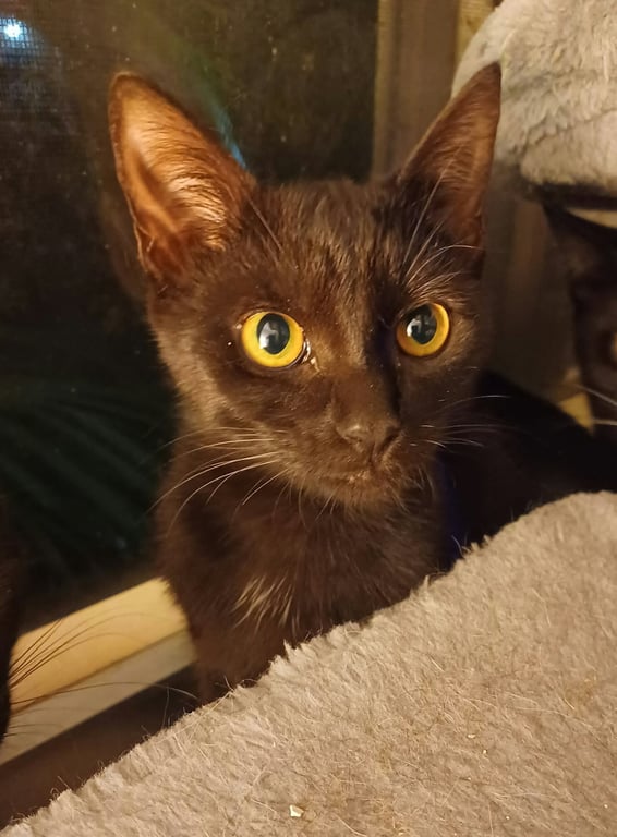 Sadie * Image