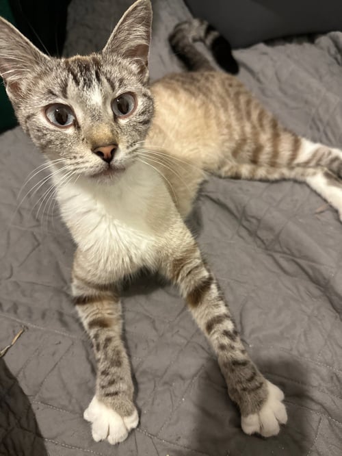 CANDY * - Siamese available for adoption