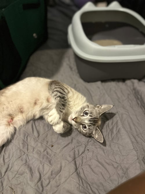 CANDY * - Siamese available for adoption
