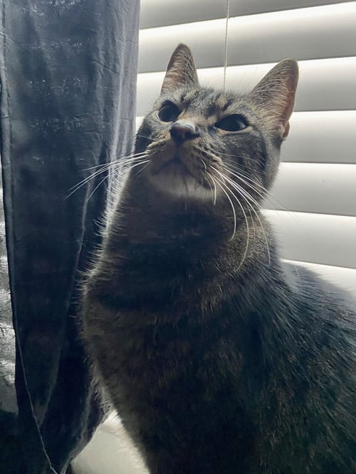 BAM BAM - Tiger available for adoption