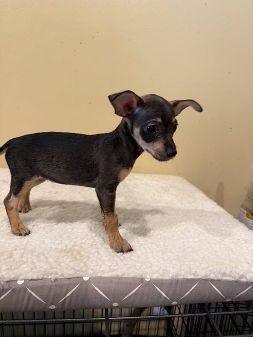 CINNAMON SWIRL - Chihuahua available for adoption