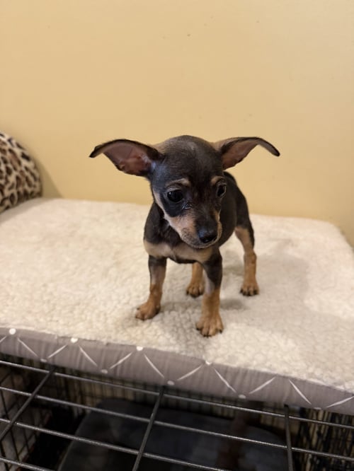 CINNAMON SWIRL - Chihuahua available for adoption