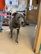 LANDON - Terrier / Labrador Retriever for adoption in West Palm Beach