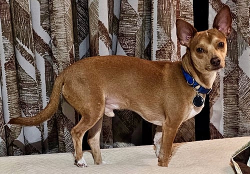 ATLAS* - Chihuahua available for adoption