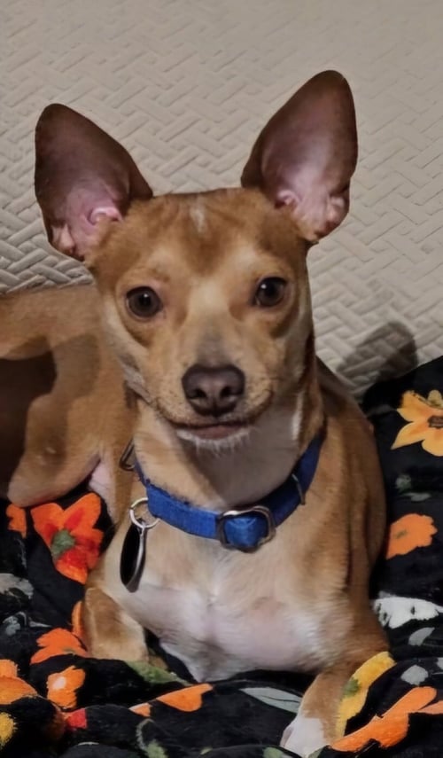 ATLAS* - Chihuahua available for adoption