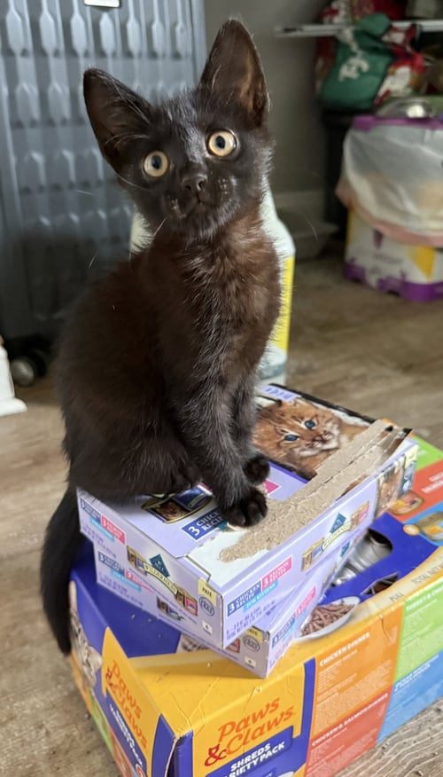 JUNE CASH * - Domestic Short Hair available for adoption
