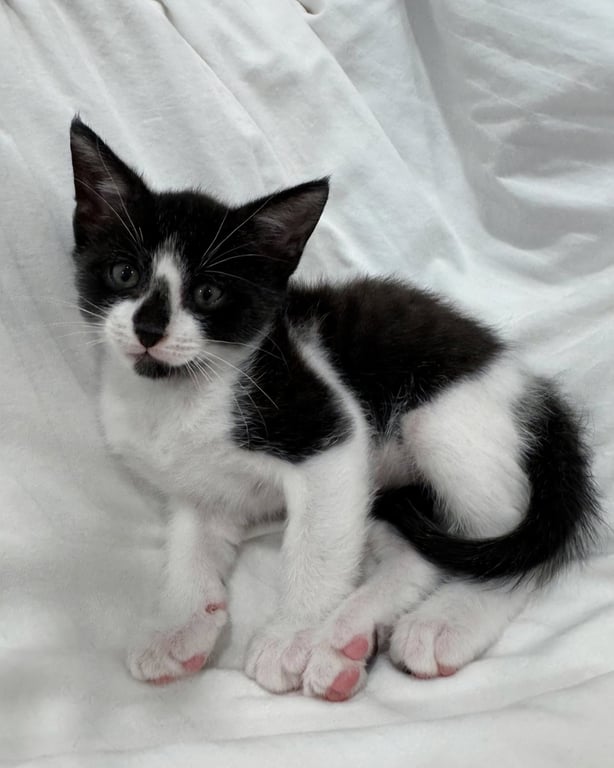 Oreo * Image