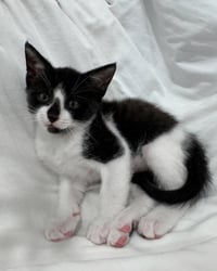 Oreo * - Photo 1