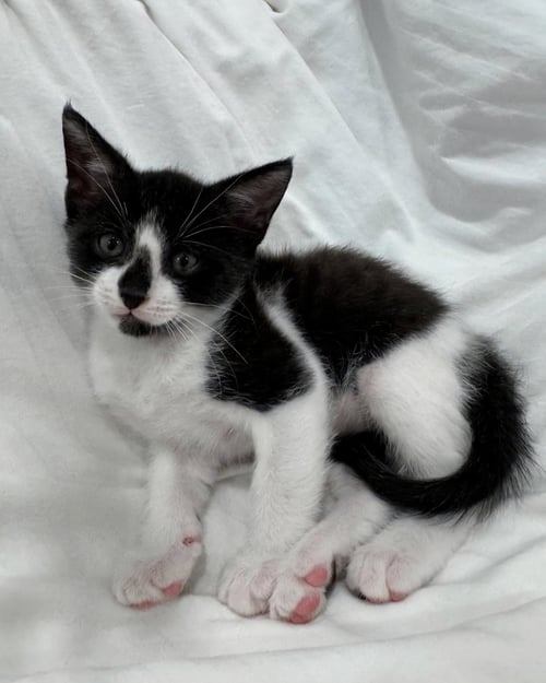 OREO * - Domestic Short Hair for adoption in West Palm Beach
