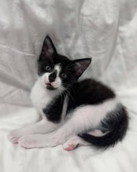 Oreo * - Photo 2