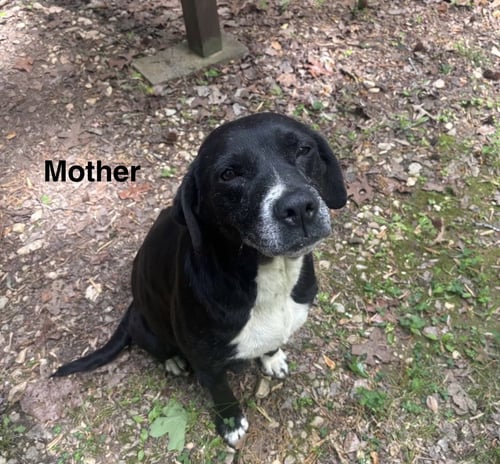 MUDDER - Labrador Retriever available for adoption