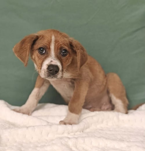 ANNIE * - Hound available for adoption