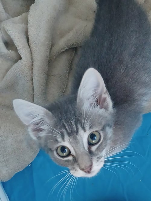 ARIEL * - Tabby available for adoption