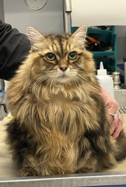 NYLA - Norwegian Forest Cat / Bobtail for adoption in West Palm Beach