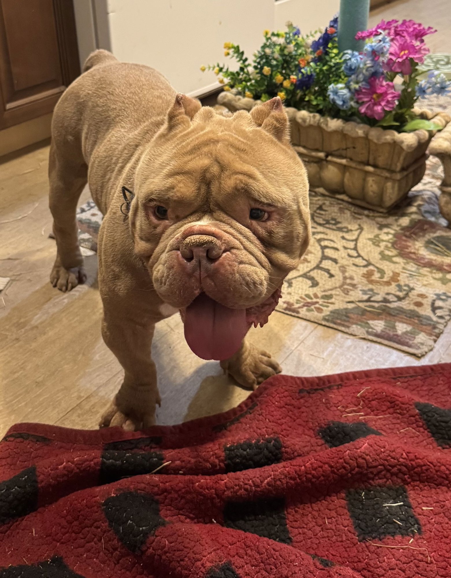 KING * - Bulldog available for adoption