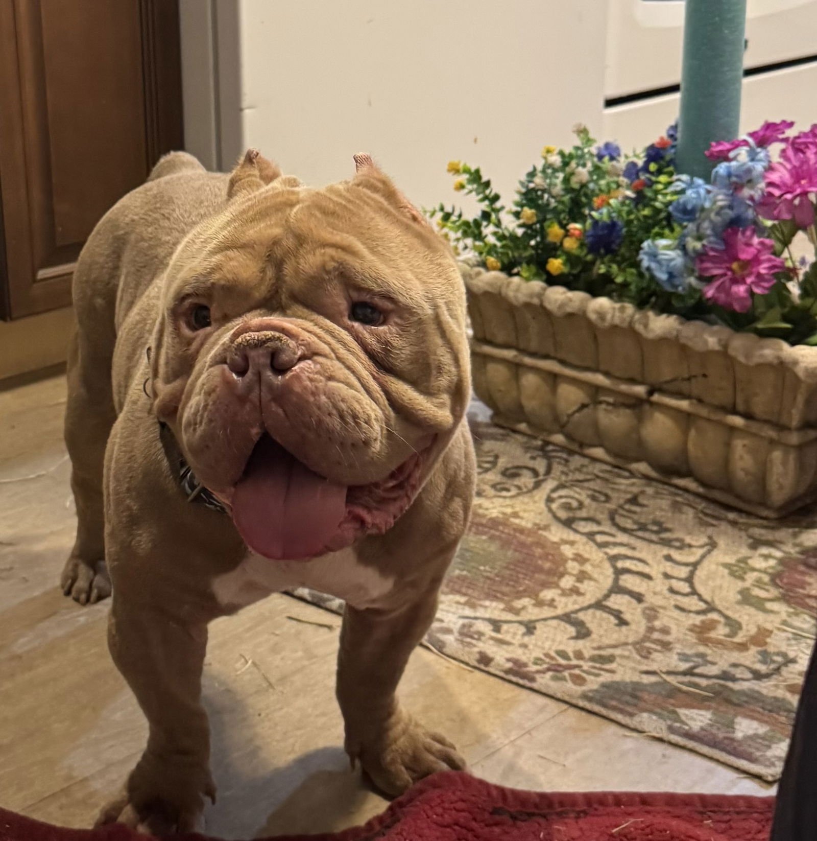KING * - Bulldog available for adoption