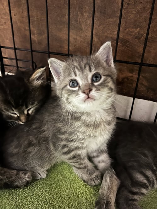PEBBLES * - Domestic Long Hair for adoption in West Palm Beach
