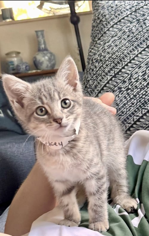 MICKEY * - Tabby for adoption in West Palm Beach