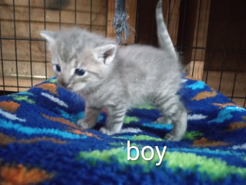 MICKEY * - Tabby available for adoption