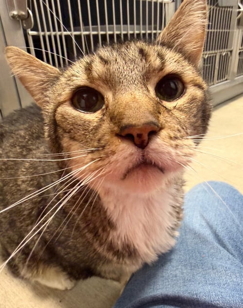 TIFFIN * - Tabby for adoption in West Palm Beach
