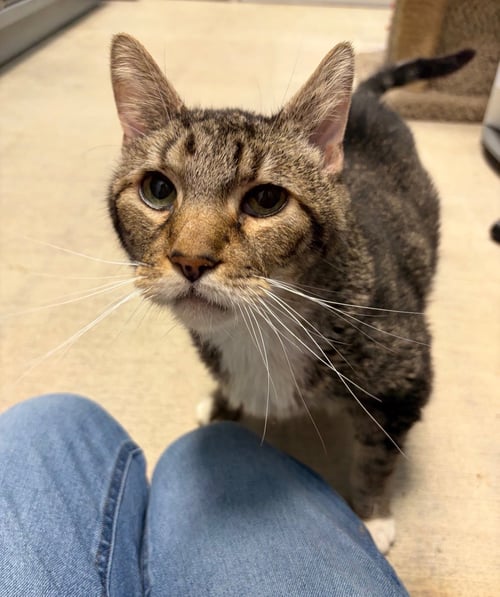 TIFFIN * - Tabby available for adoption