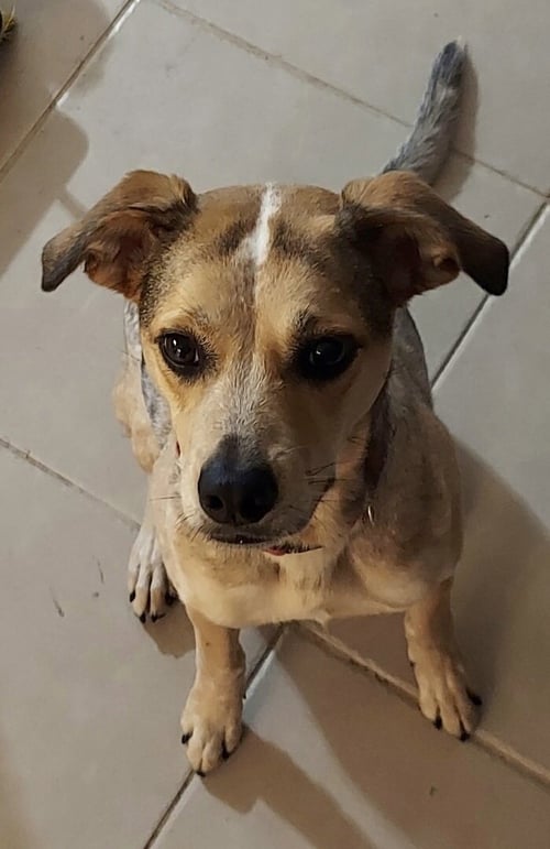 SAZZY * - Australian Cattle Dog/Blue Heeler for adoption in West Palm Beach