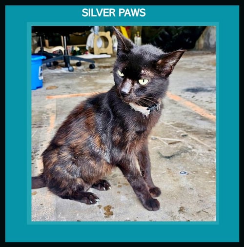 CORALINE * - Bombay / Tortoiseshell available for adoption