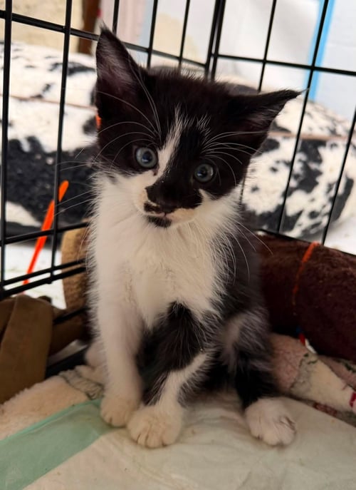 COSMOS * - Domestic Medium Hair available for adoption