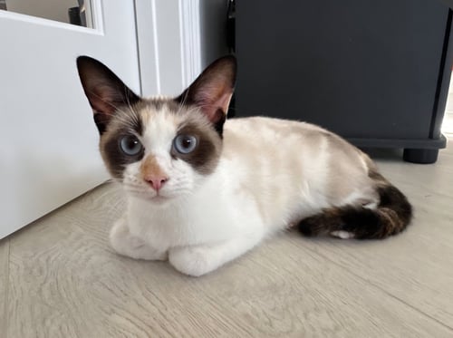OPAL * - Snowshoe available for adoption