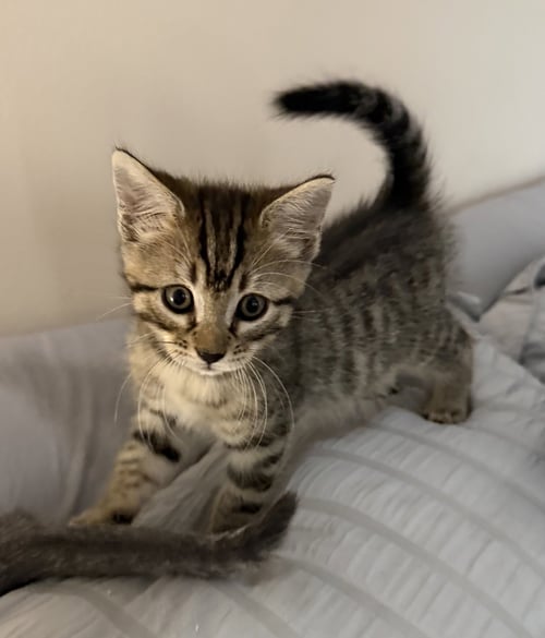 MUFASA * - Domestic Medium Hair / Tabby for adoption in West Palm Beach